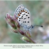 kretania eurypilus male daghestan rutul 1